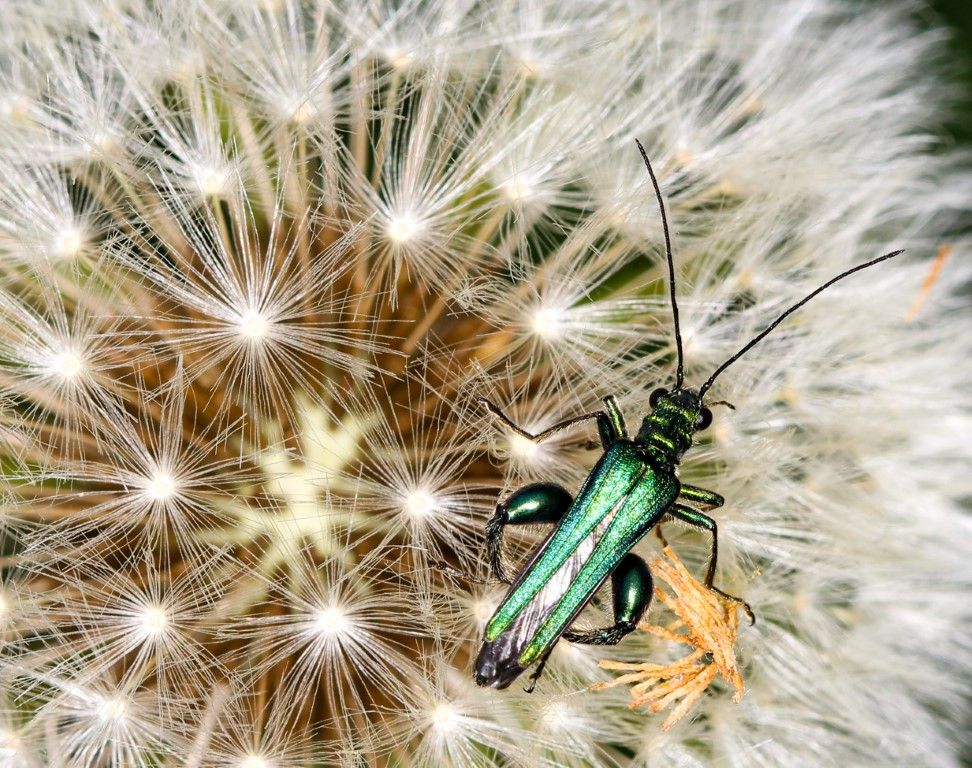 Thick-legged flower beetle 